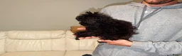 Miniature Poodle dogs for sale: BLACK  **  POODLE FOR SALE £1200 - Advert 5