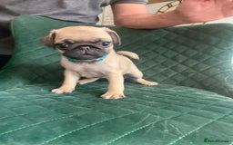 Pug dogs for sale: Stunning Fawn Pug KC Registered Litter - Image 4