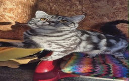 British Shorthair cats for sale: 2 adult British Shorthair girls - Advert 4