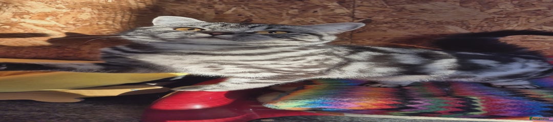 British Shorthair Kitten 1