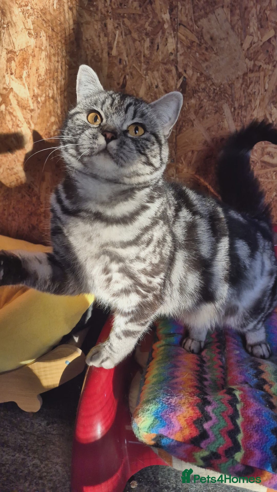 British Shorthair cats for sale: 2 adult British Shorthair girls - Advert 4