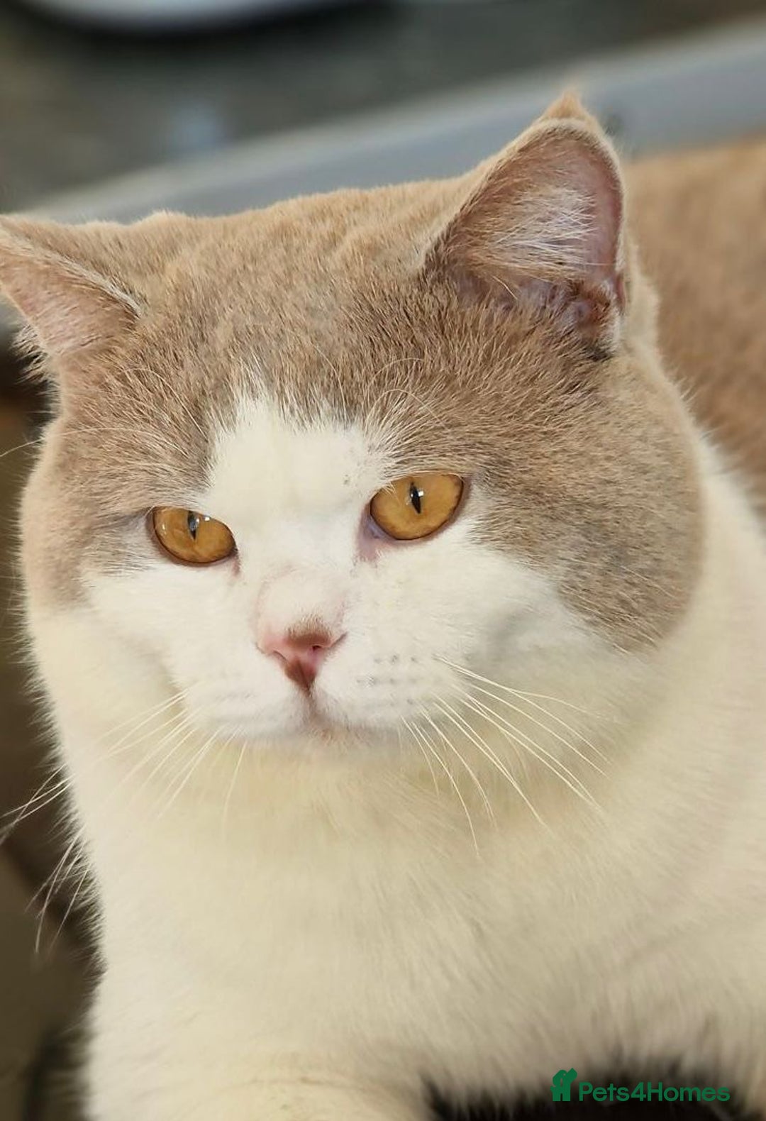 British Shorthair cats for stud: STUD BRITISH SHORTHAIRS - Advert 9