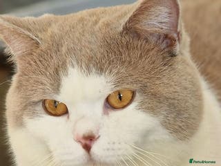 British Shorthair cats 2 BSH FOR STUD CH LILAC BI COLOUR AND BLUE POINT - Advert 12