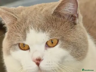 British Shorthair cats 2 BSH FOR STUD CH LILAC BI COLOUR AND BLUE POINT - Advert 9