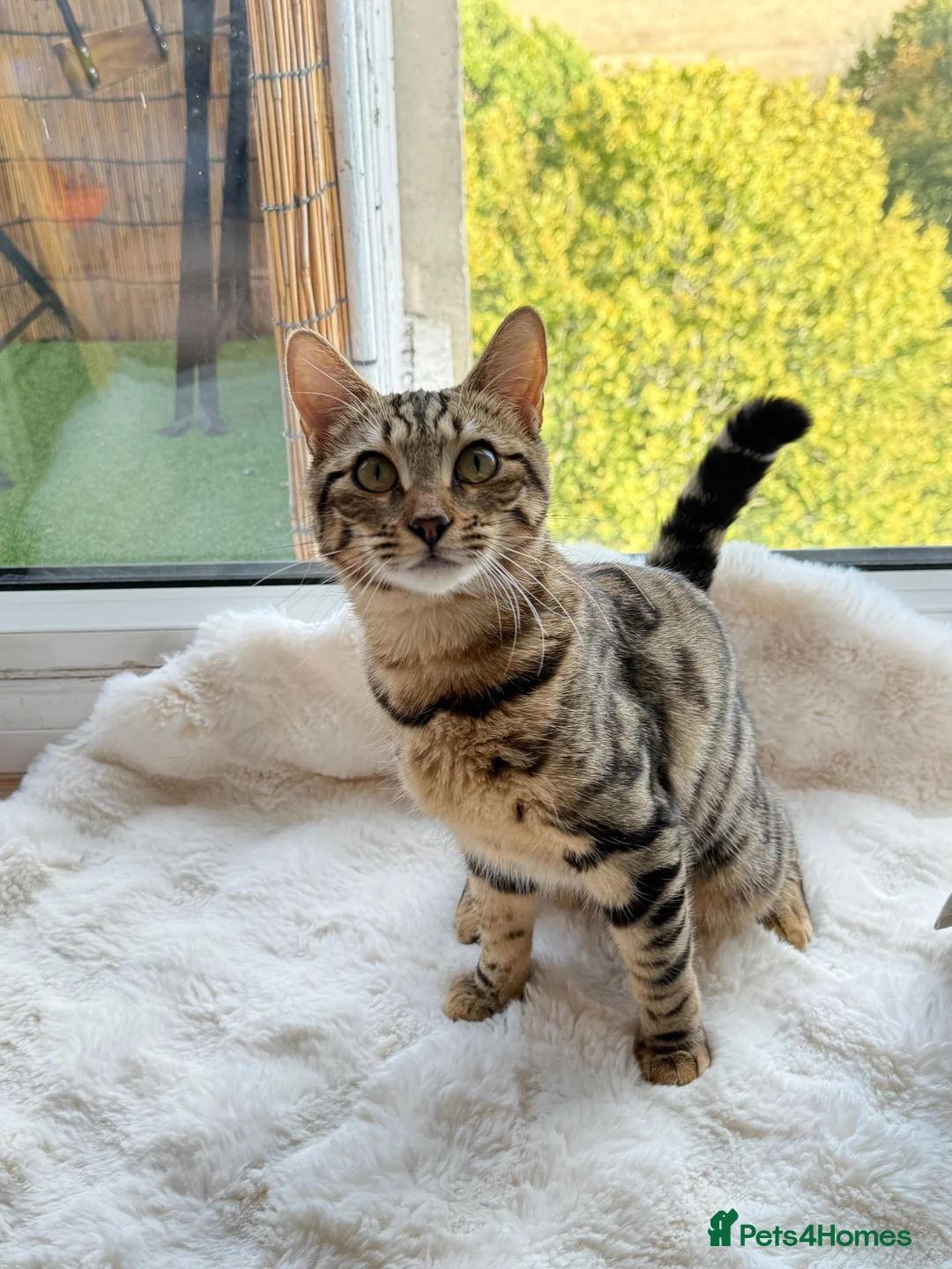 Bengal cats for sale: Beautiful Bengal Cross Female  - Advert 9