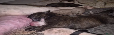 Mixed Breed Puppy 3