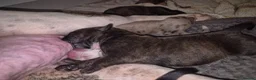 Mixed Breed dogs for sale: 3 handsome bullweiller's left from a litter of 10 in Bristol - Advert 7
