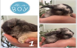 Mini Lop rabbits for sale: Mini lop babies available  - Image 2