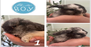 Mini Lop rabbits - Advert 1