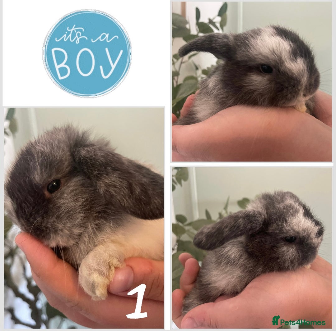 Mini Lop rabbits for sale: Mini lop babies available  - Image 2