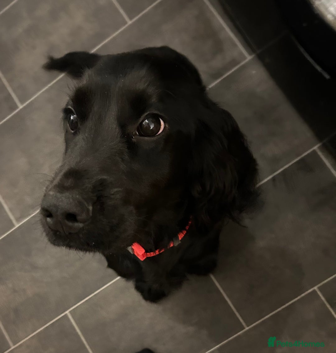 Cocker Spaniel dogs for sale: Cocker Spaniel  - Image 3