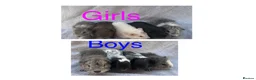 Guinea Pig rodents for sale: Baby guinea pigs  - Advert 1