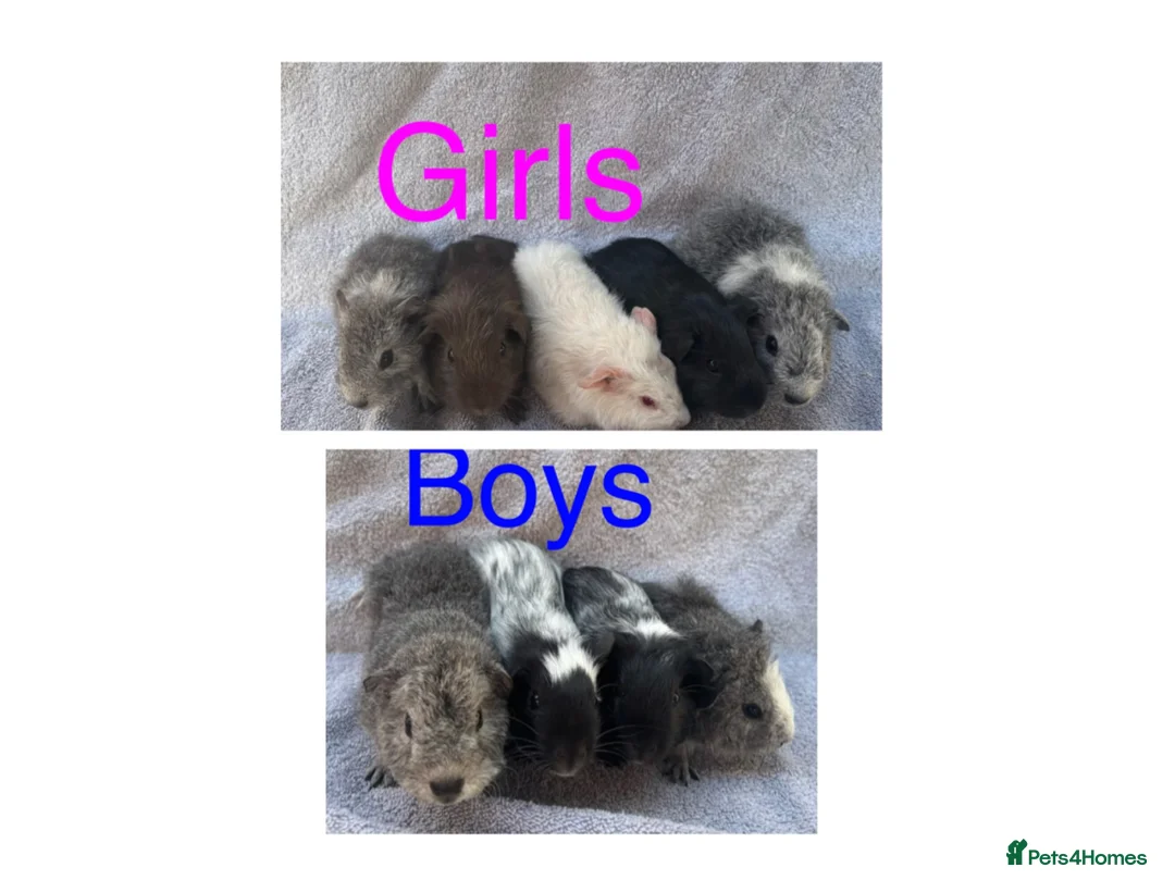 Guinea Pig rodents for sale: Baby guinea pigs  - Advert 1