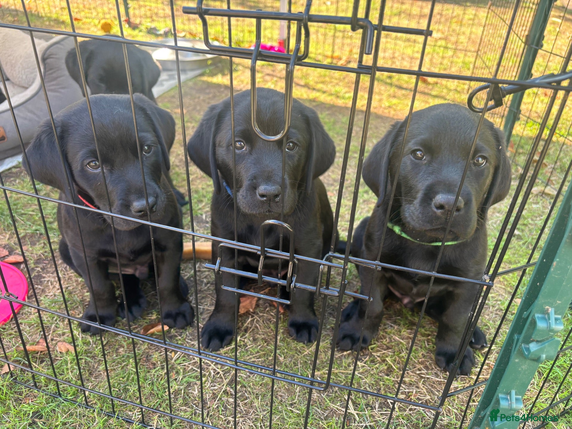 Labrador Retriever dogs Black Labrador pups, KC, dna tests, great scores - Advert 2