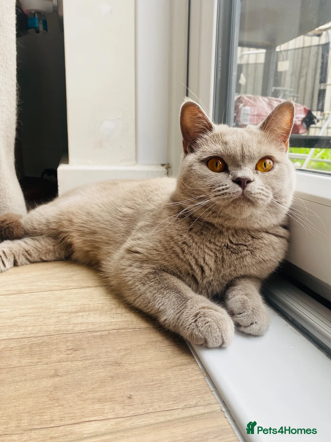 British Shorthair cats for sale: GCCF Active Lilac girl  - Advert 4
