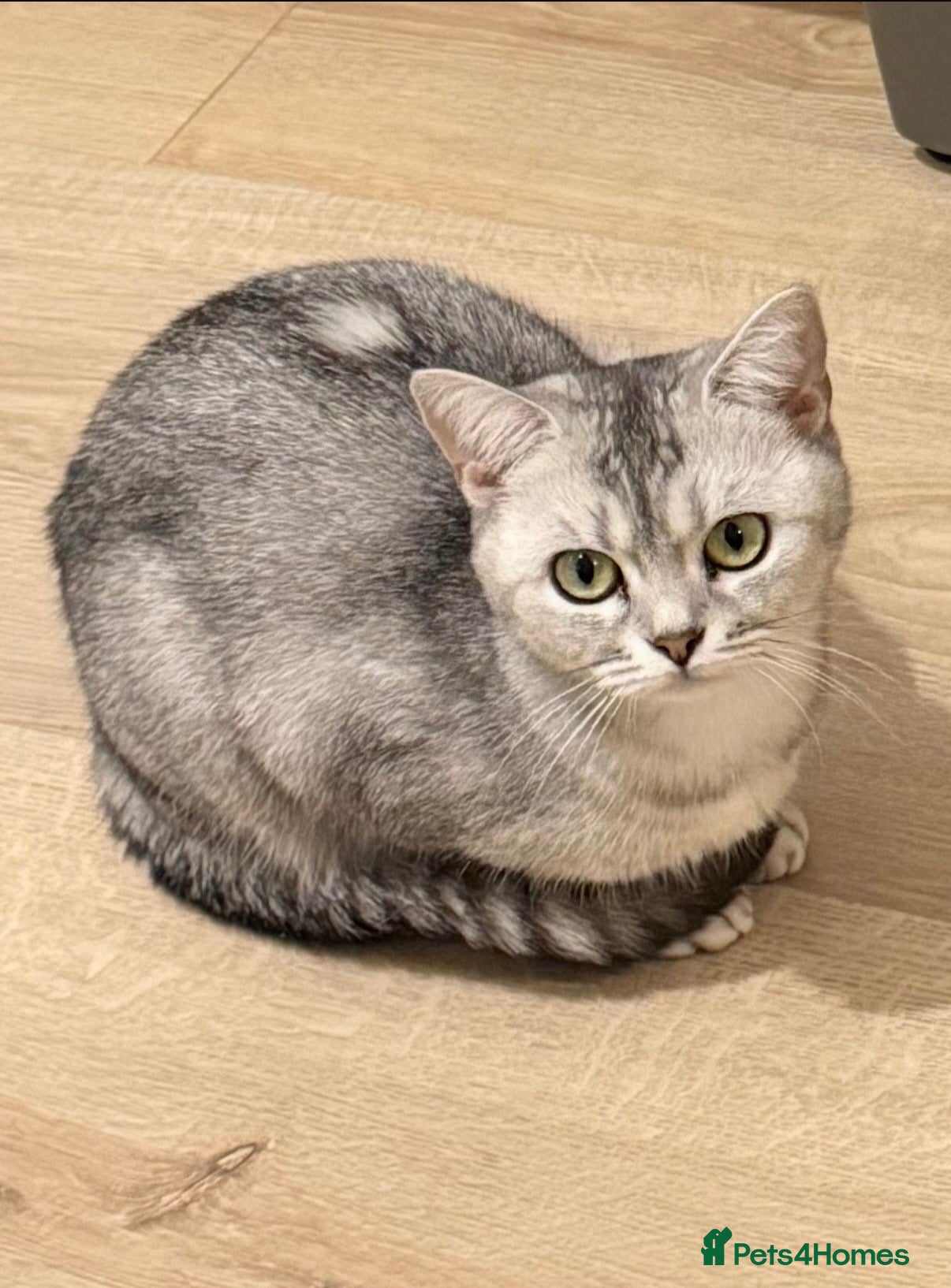 British Shorthair cats BSH girl ready to leave now  - Advert 1