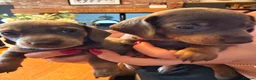 Miniature Dachshund dogs for sale: 7 Black and Tan and Blue miniature Dachshund’s  - Advert 4