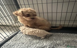 Toy Poodle dogs for sale: Toy poodle puppy for sale  - Image 6