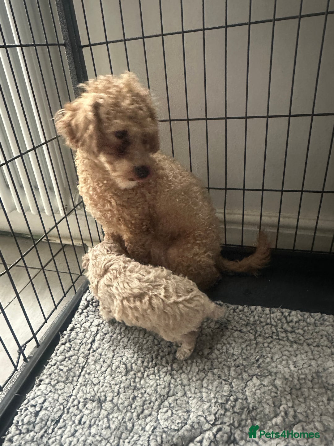 Toy Poodle dogs for sale: Toy poodle puppy for sale  - Image 6