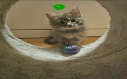 Bengal cats for sale: Elven Bengals - Image 4