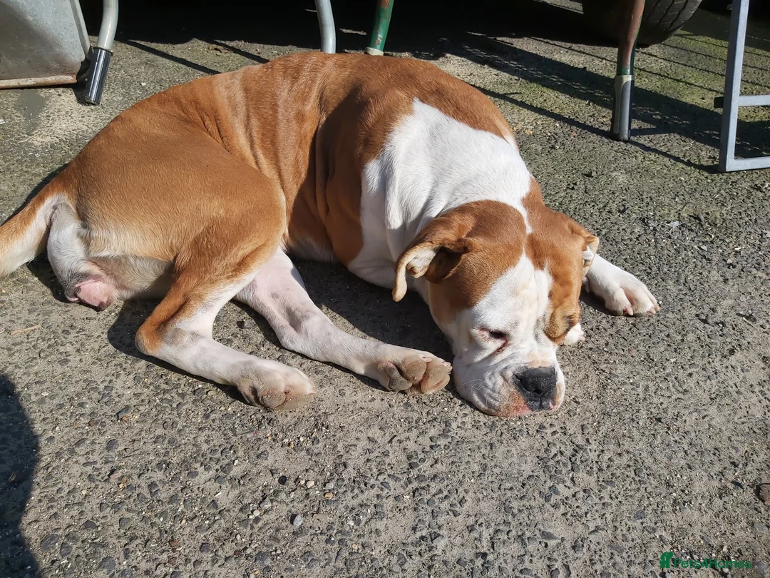 Mixed Breed dogs for sale: Mixed breed boxweilers in Yeovil - Advert 1