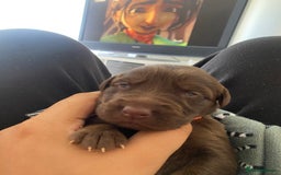 Mixed Breed dogs for sale: Beautiful Family-Raised Sheprador Puppies - Image 23