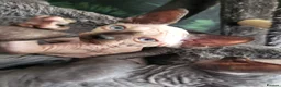 Sphynx cats for sale: Little kittens sphynx  - Advert 6
