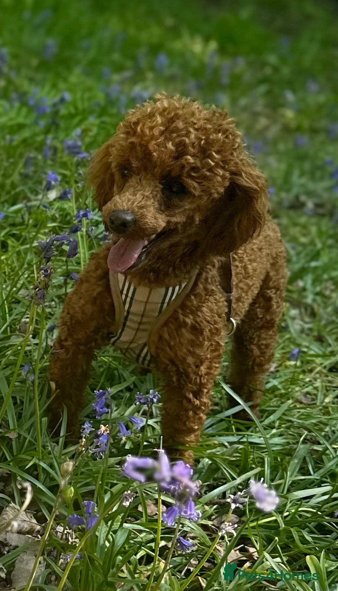 Toy Poodle dogs for stud: Kc Red Toy Poodle in Chislehurst - Advert 4