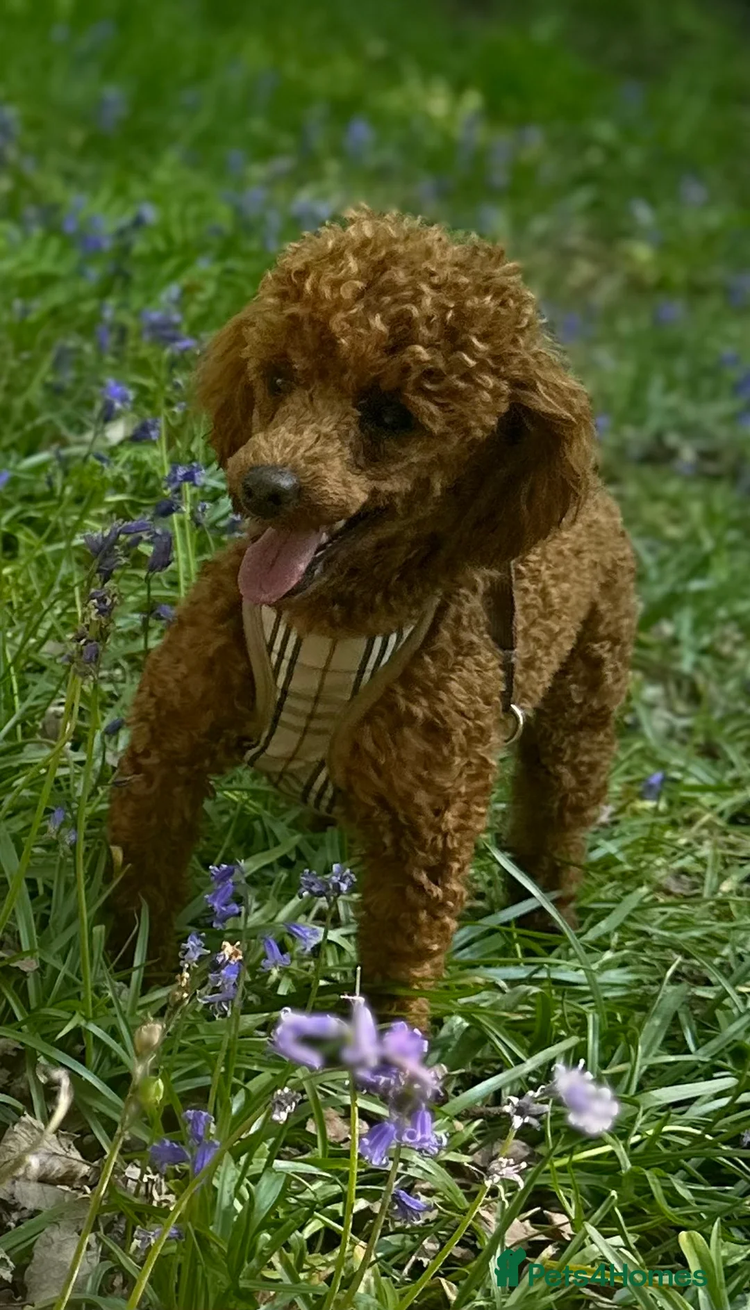 Toy Poodle dogs for stud: Kc Red Toy Poodle in Chislehurst - Advert 4