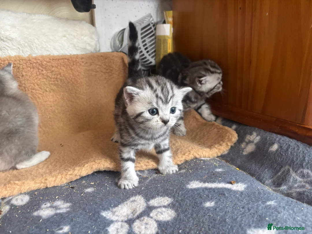 British Shorthair cats for sale: BSH silver tabby and chinchilla GCCF  - Advert 2