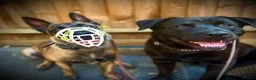 Belgian Shepherd Dog dogs for sale: Delta the dutchie  - Advert 5