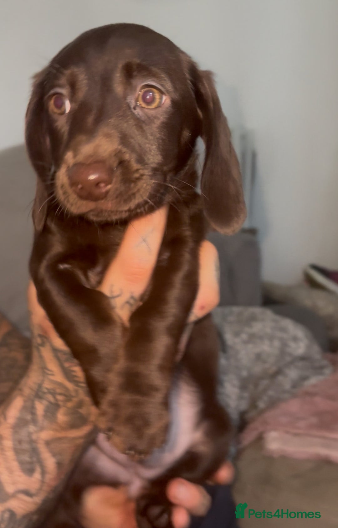 Labradoodle dogs for sale: mini labradoodle mix / LAST 2 GIRLS READY NOW! - Advert 17