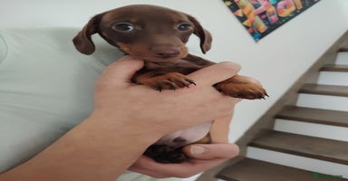 Miniature Dachshund dogs - Advert 13