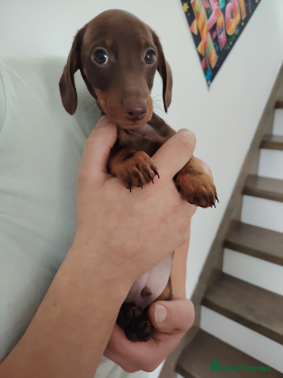 Miniature Dachshund dogs for sale: Fully vaccinated smooth heared dachound - Advert 3