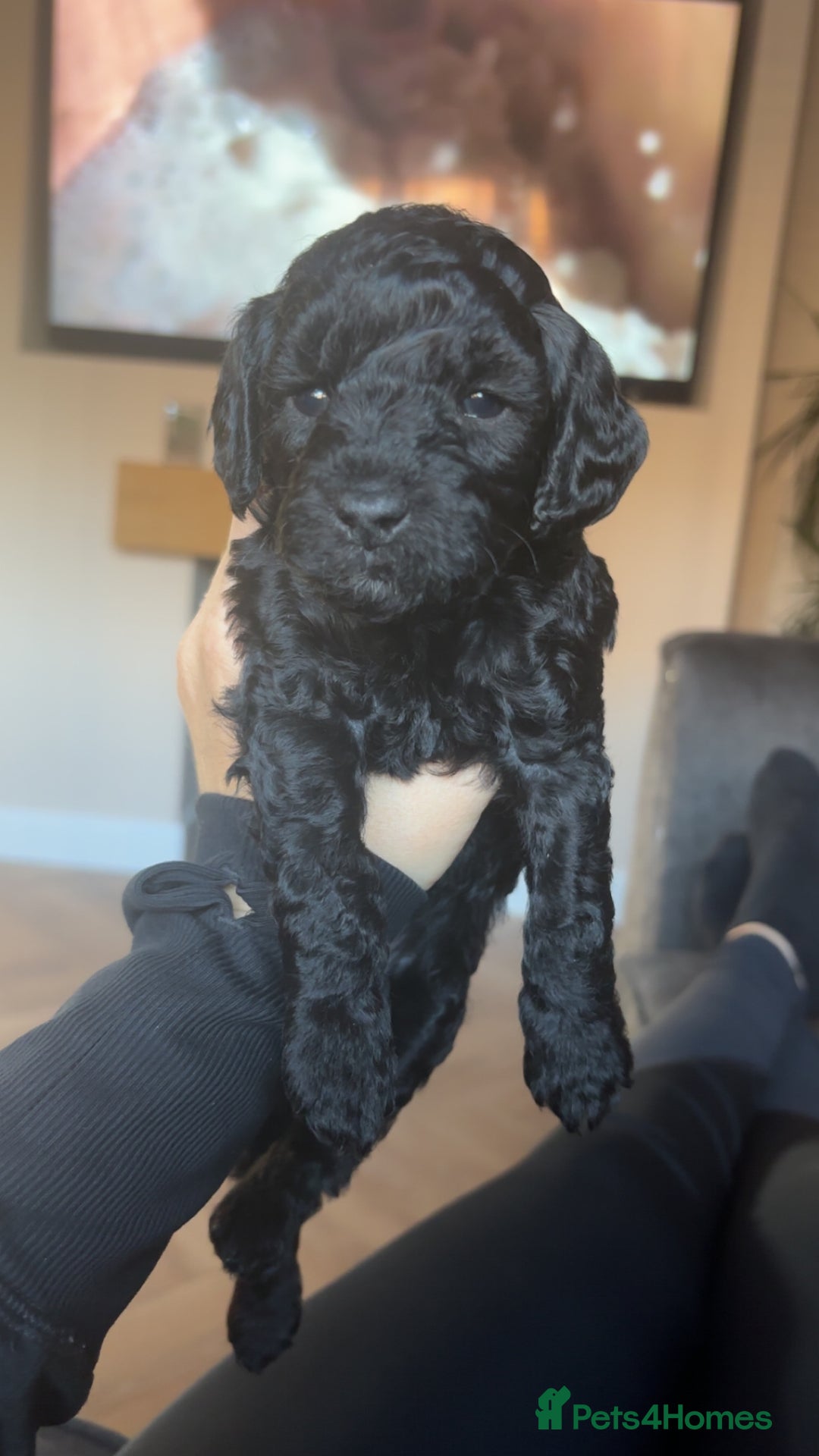 Miniature Poodle dogs for sale: Miniature poodles REDUCED READY TO LEAVE NOW  - Image 24