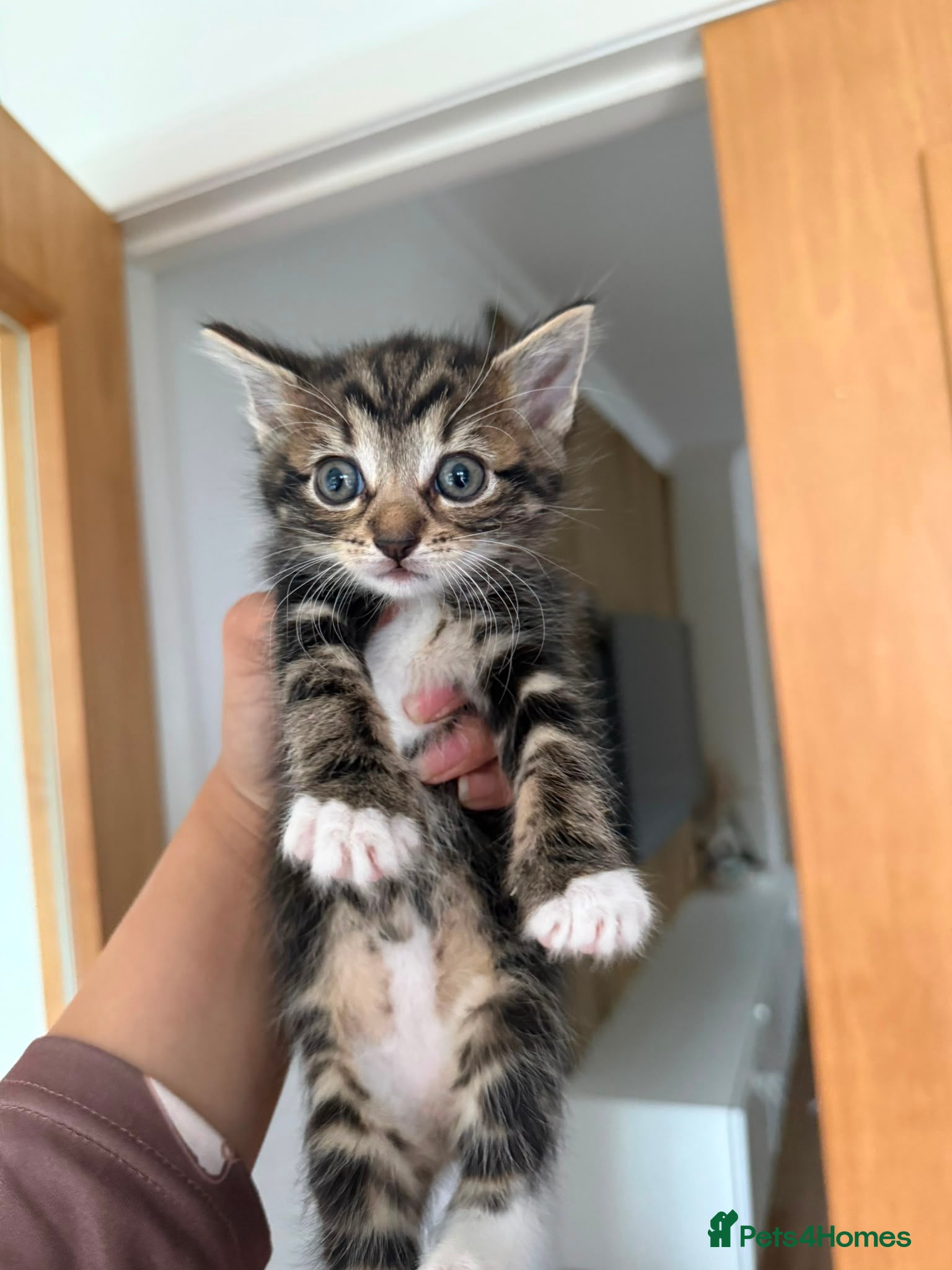 Mixed Breed cats Kittens for sale - Advert 4