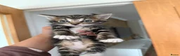 Mixed Breed cats for sale: Kittens for sale - Advert 1