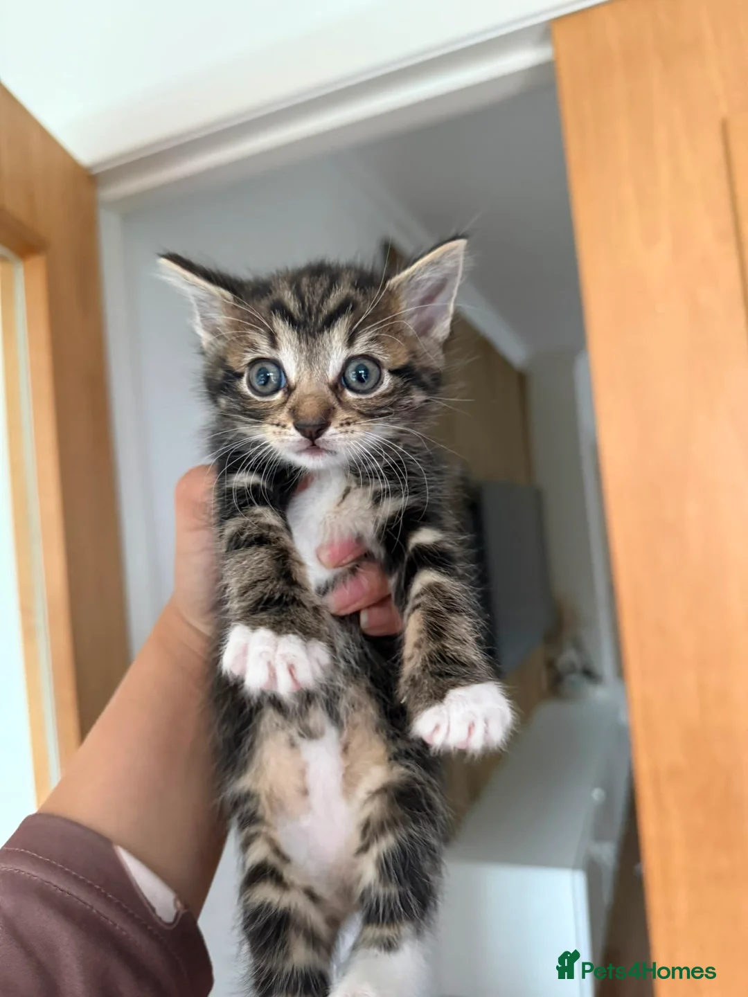 Mixed Breed cats for sale: Kittens for sale - Advert 1