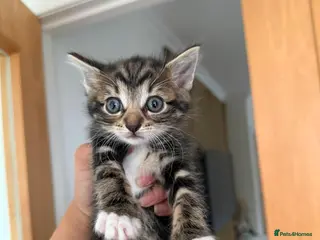 Mixed Breed cats Kittens for sale - Advert 5