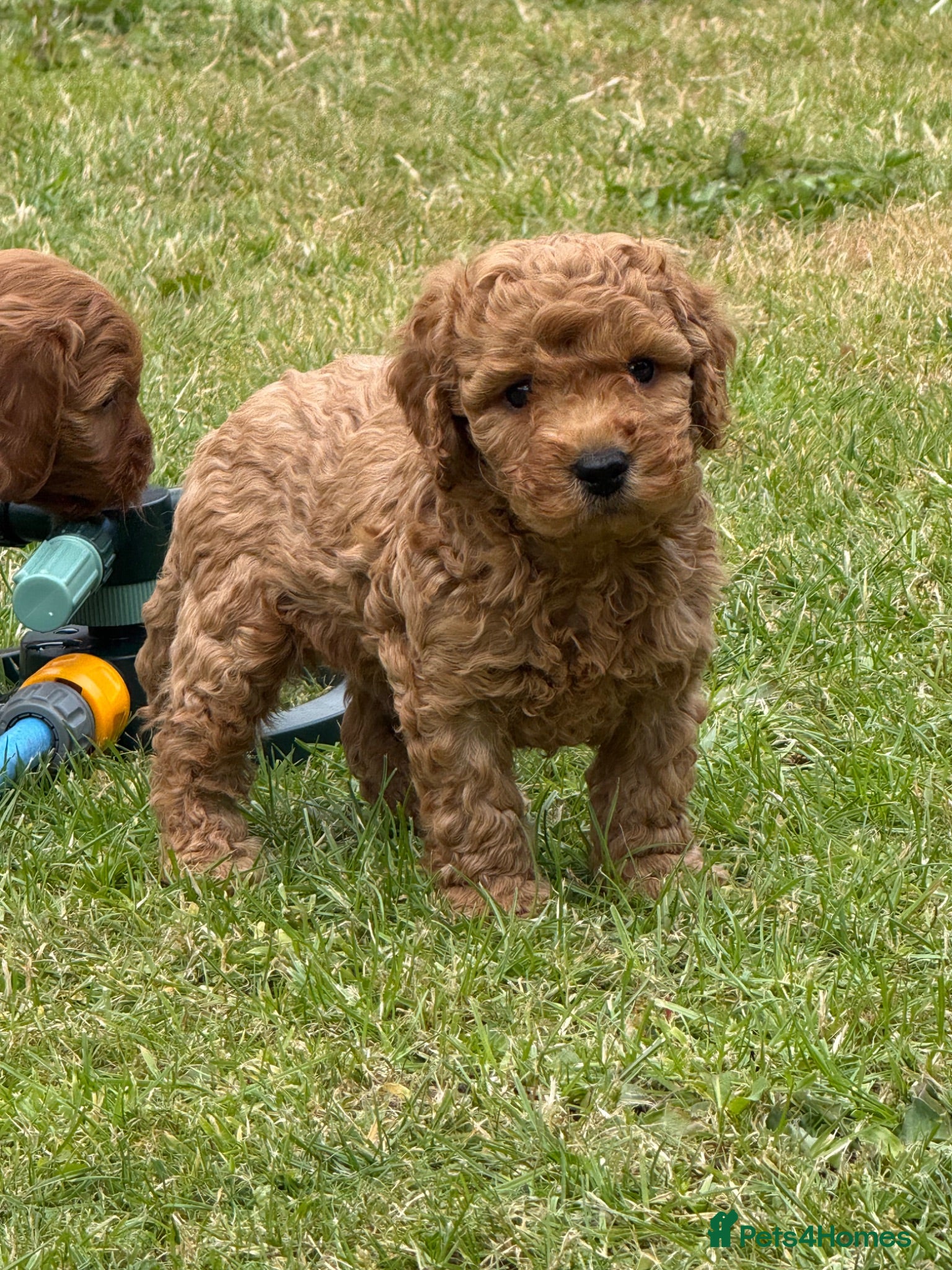 Cockapoo dogs ⭐️COCKAPOO PUPPIES COUNCIL LICENSED BREEDER⭐️ - Advert 1