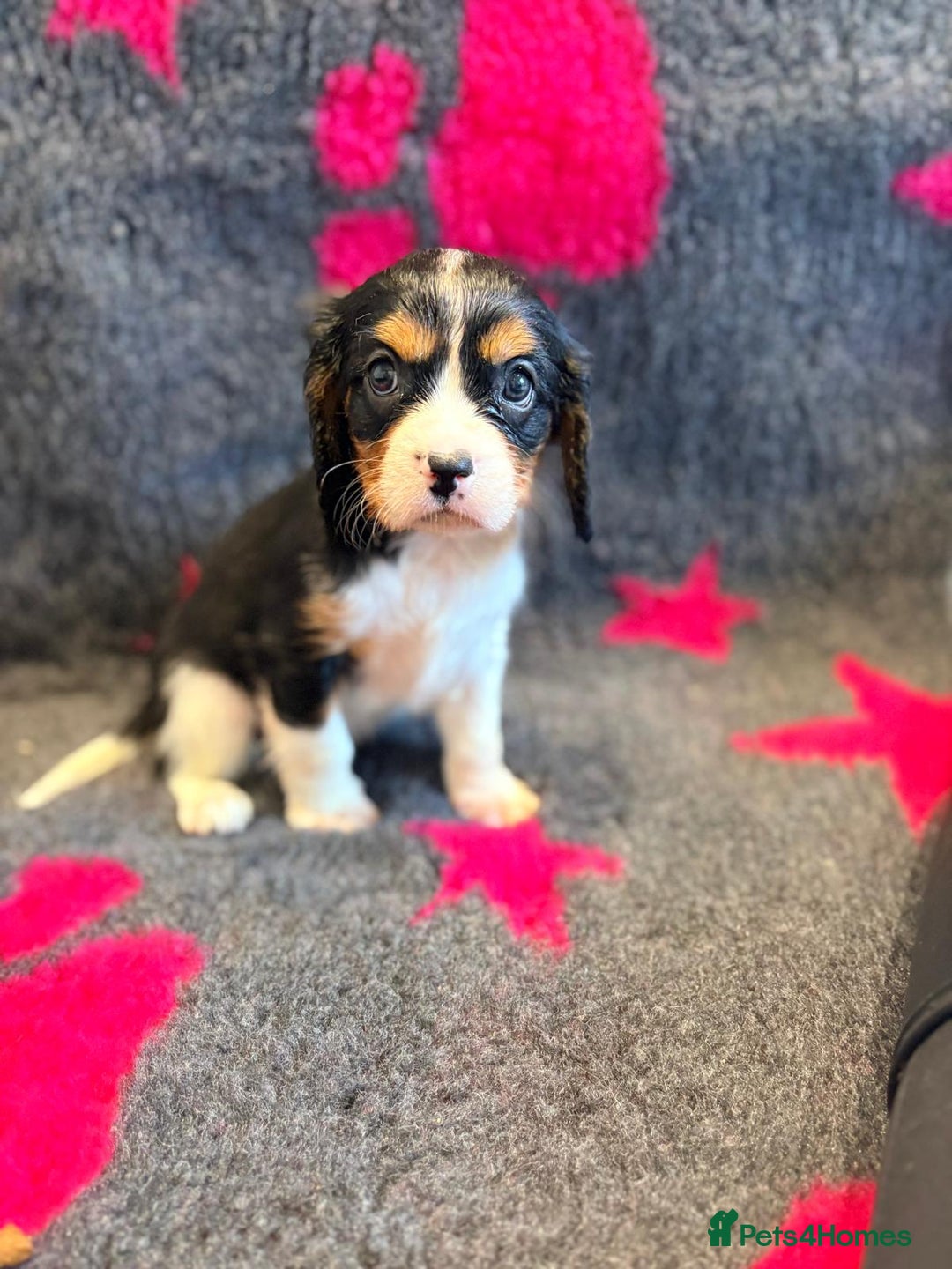 Cavalier King Charles Spaniel dogs for sale: Chocolate carriers kc  - Advert 9
