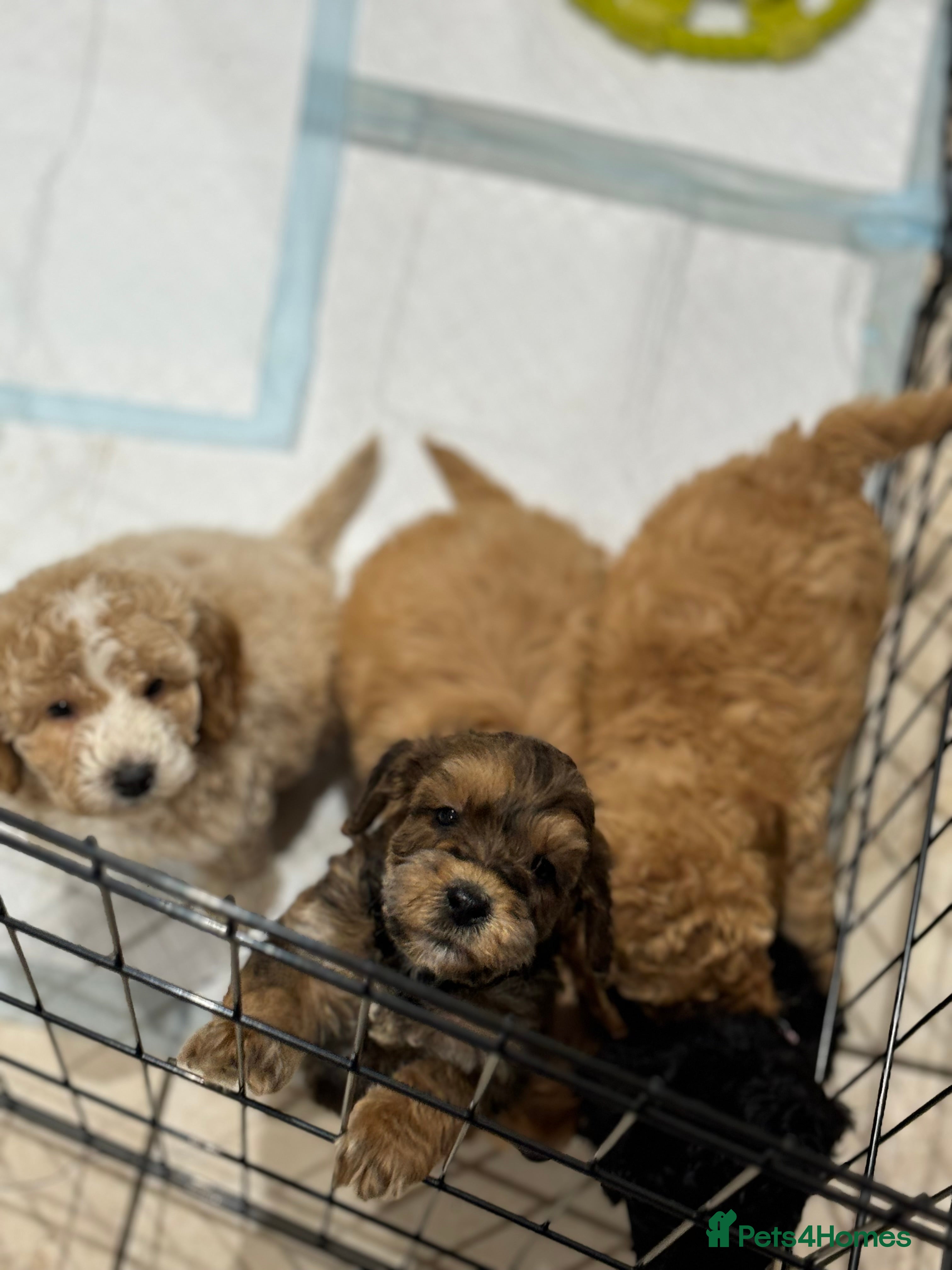 Cockapoo dogs Beautiful cockapoo puppy’s🩷🩵 - Advert 1