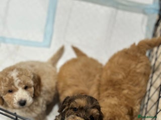 Cockapoo dogs Beautiful cockapoo puppy’s🩷🩵 - Advert 1