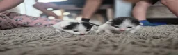 Turkish Van cats for sale: Ready to leave babies x3 black and white  - Advert 18