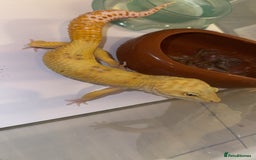 Leopard Gecko reptiles for sale: TANGERINE RAINWATER LEOPARD GECKO  - Image 4