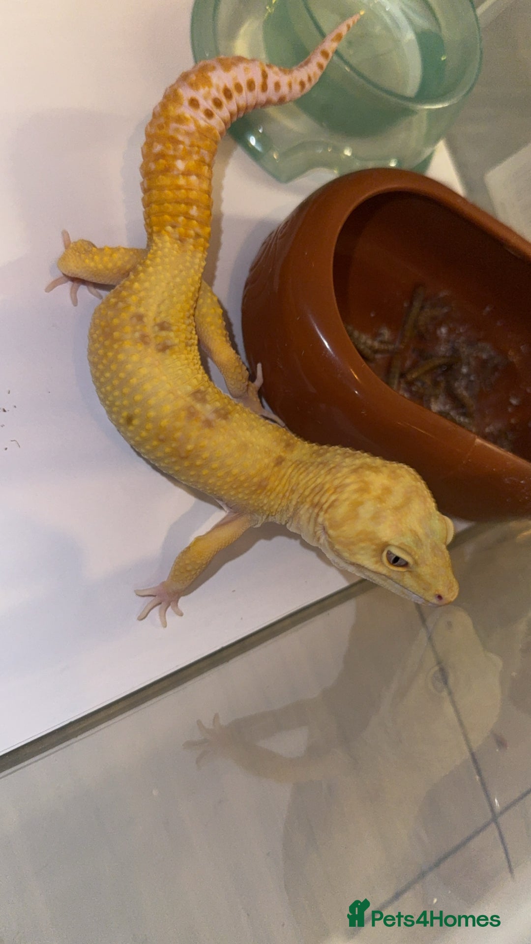 Leopard Gecko reptiles for sale: TANGERINE RAINWATER LEOPARD GECKO  - Image 4