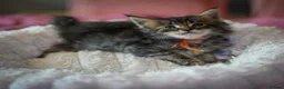 Maine Coon cats for sale: Gorgeous full breed Mainecoon kittens ready July  - Advert 12