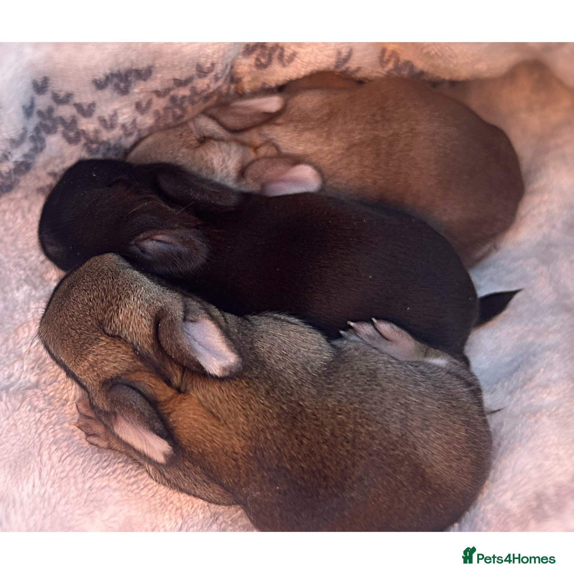 Mixed Breed rabbits Mini Rex x Netherland Dwarf Bunnies  - Advert 2