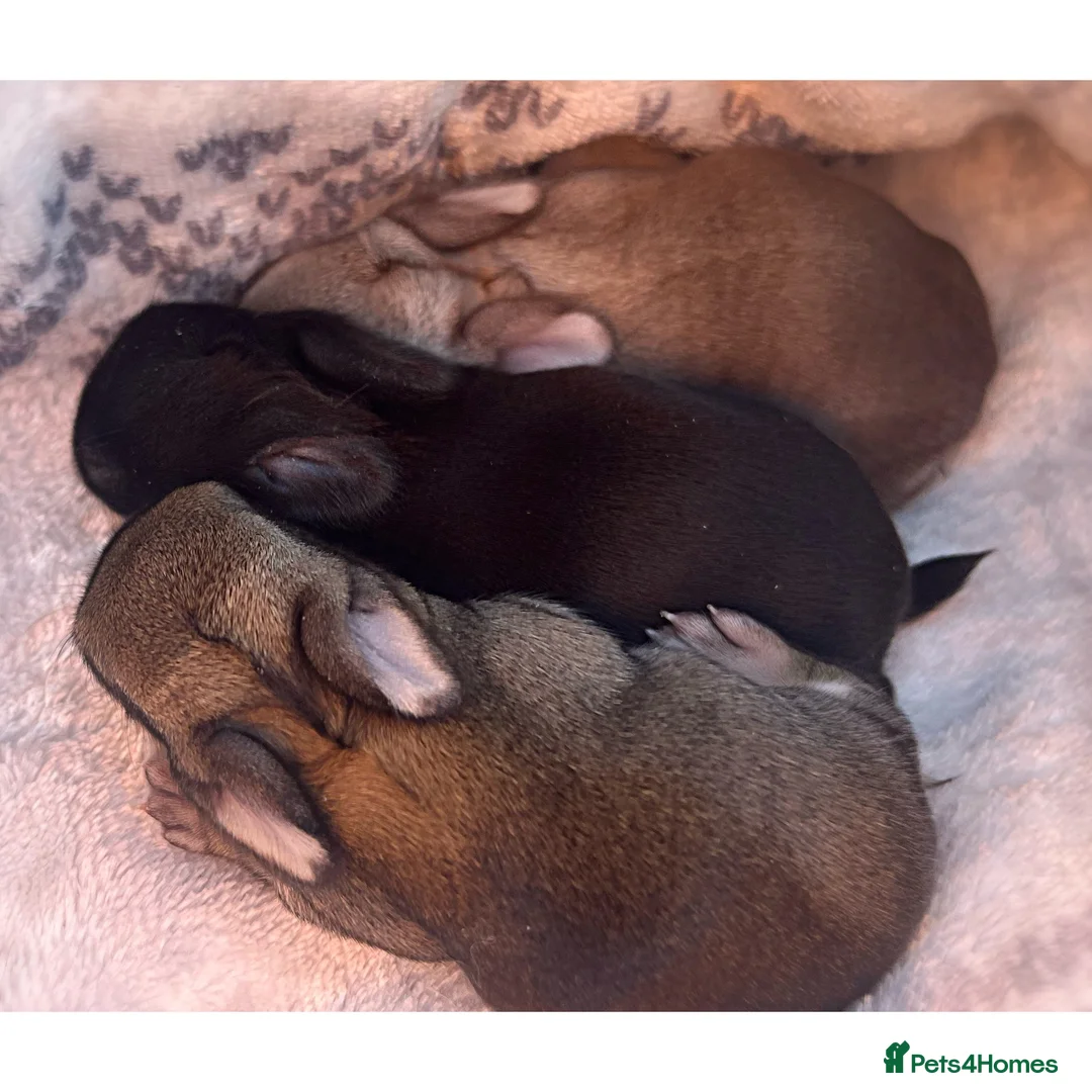 Mixed Breed rabbits for sale: Mini Rex x Netherland Dwarf Bunnies  in Bristol - Advert 1