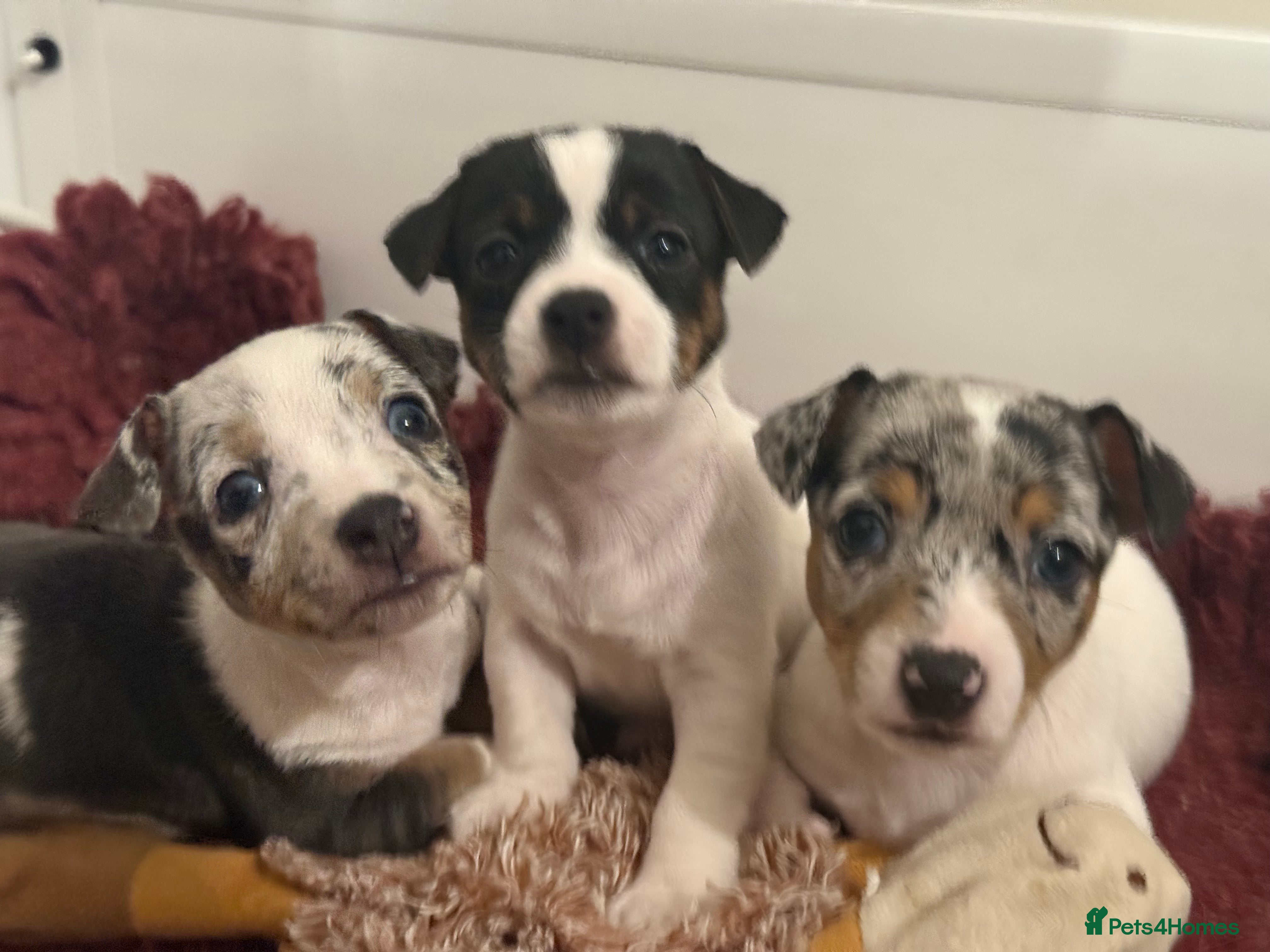 Jack Russell dogs Miniature Jack Russell Puppies  - Advert 9